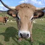 Meublé Classé 3 étoiles Dans Ferme Du Xixe Restaurée *